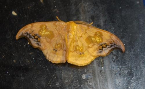 Sabra harpagula